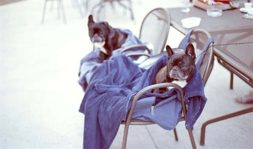 子犬保険は必要？プロが教える絶対入るべき3つの理由