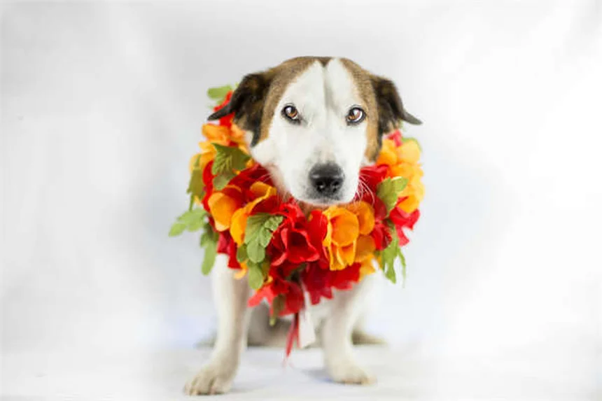 新学期の犬のストレス対策5選｜分離不安を解消する方法