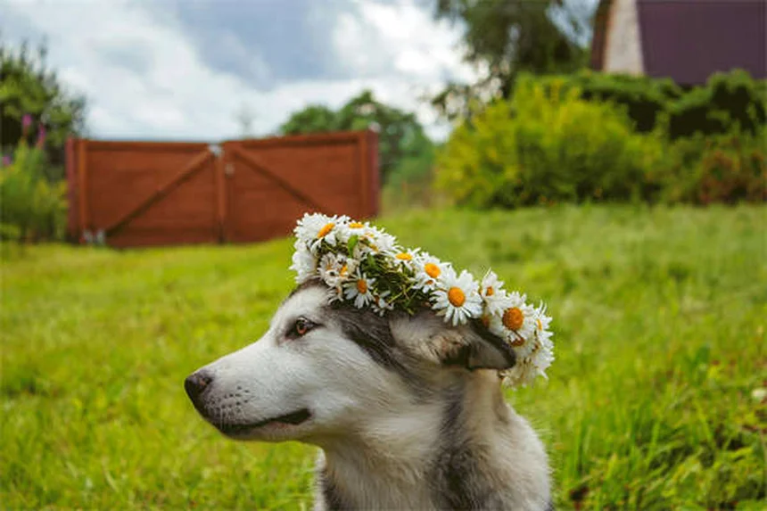 愛犬の健康チェック方法5選｜自宅でできる簡単ケアとプロのアドバイス