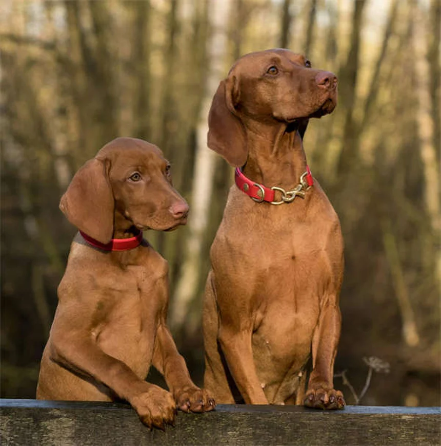 愛犬の健康チェック方法5選｜自宅でできる簡単ケアとプロのアドバイス