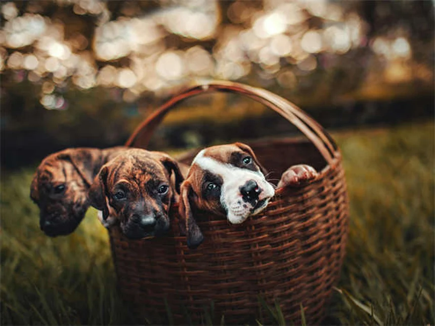 愛犬の健康チェック方法5選｜自宅でできる簡単ケアとプロのアドバイス
