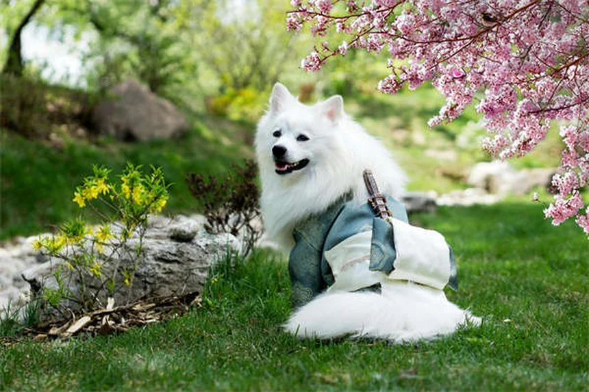 犬は色盲なの？実は見える色と見えない色が判明！