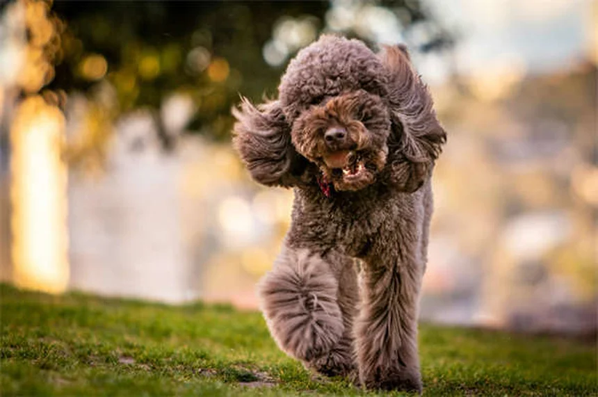 犬は色盲なの？実は見える色と見えない色が判明！