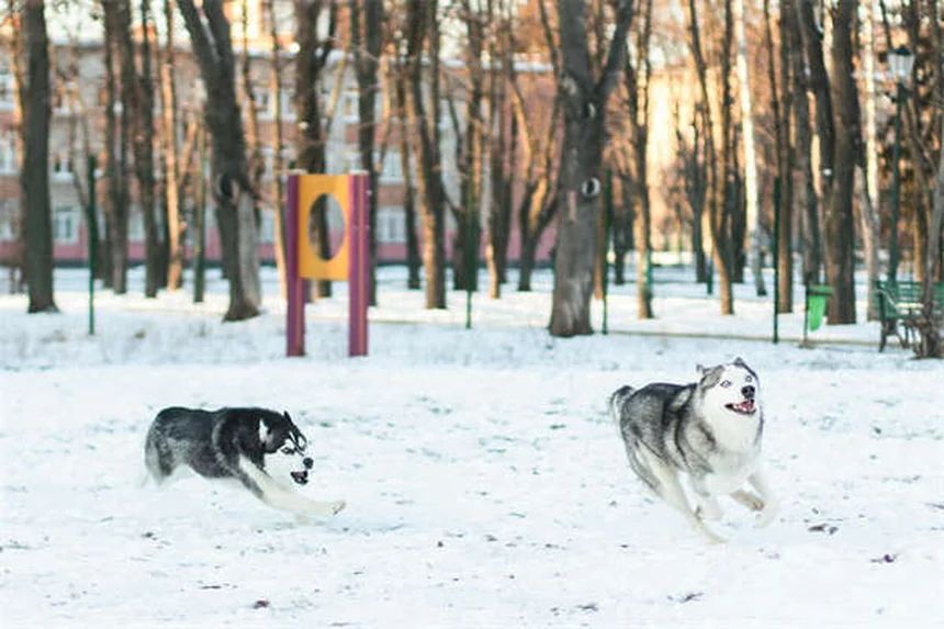 犬は色盲なの？実は見える色と見えない色が判明！